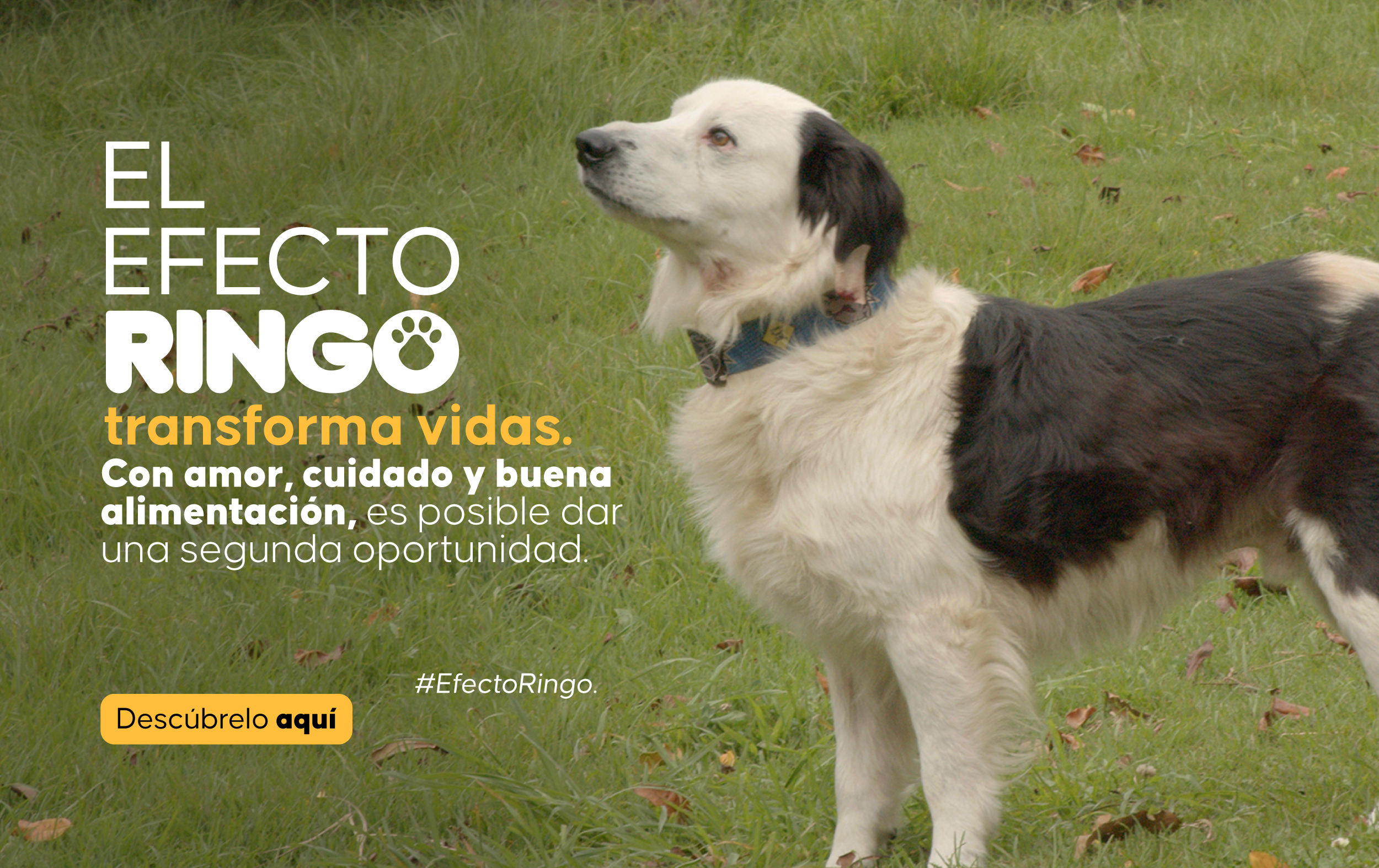 Efecto Ringo 